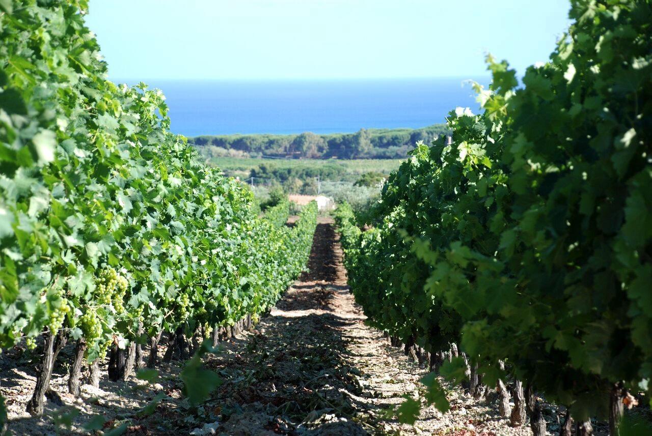 Serra Niedda Resort & Agriturismo 索尔索 外观 照片