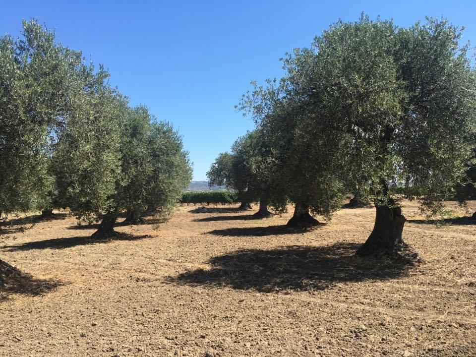 Serra Niedda Resort & Agriturismo 索尔索 外观 照片