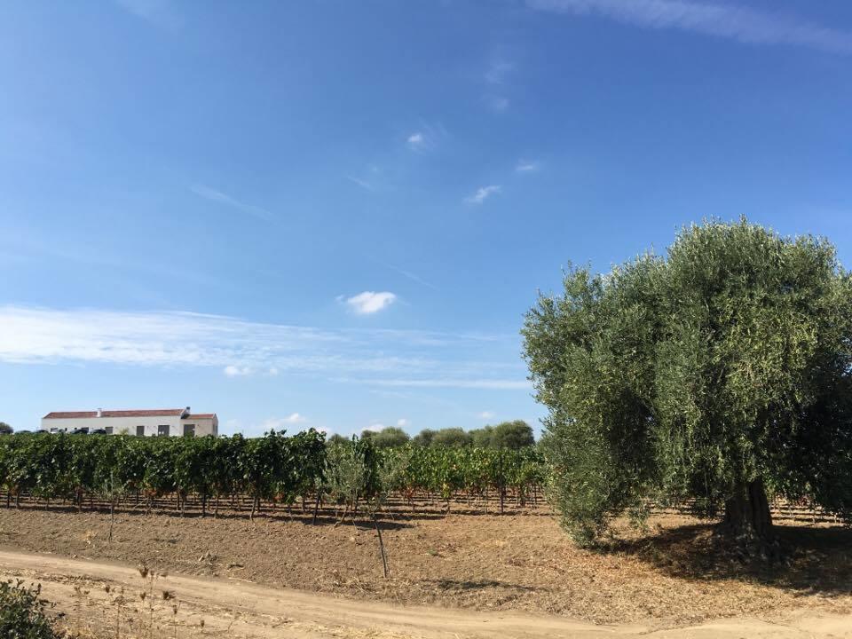 Serra Niedda Resort & Agriturismo 索尔索 外观 照片