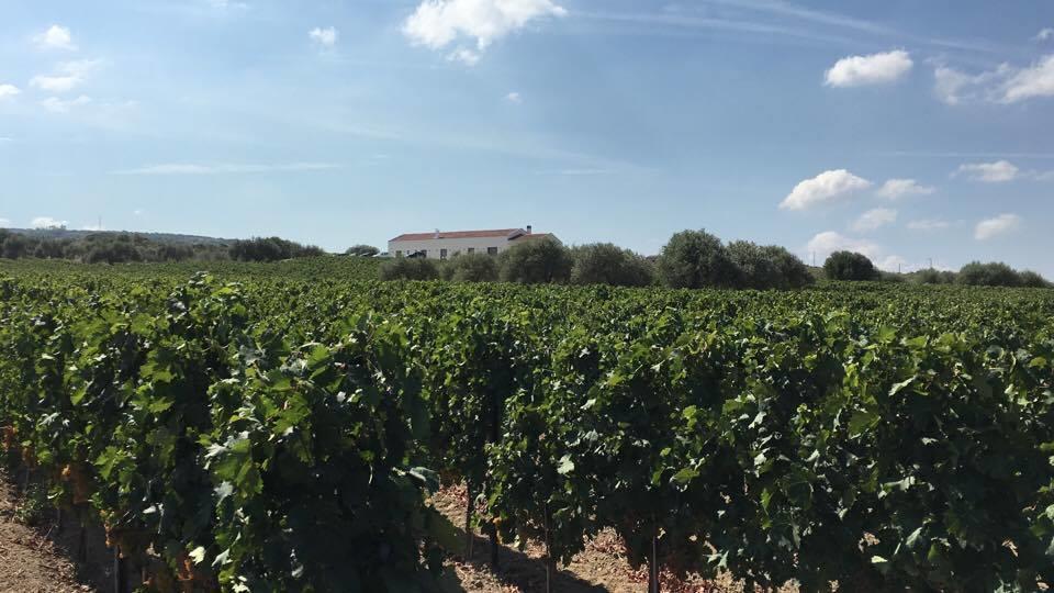 Serra Niedda Resort & Agriturismo 索尔索 外观 照片